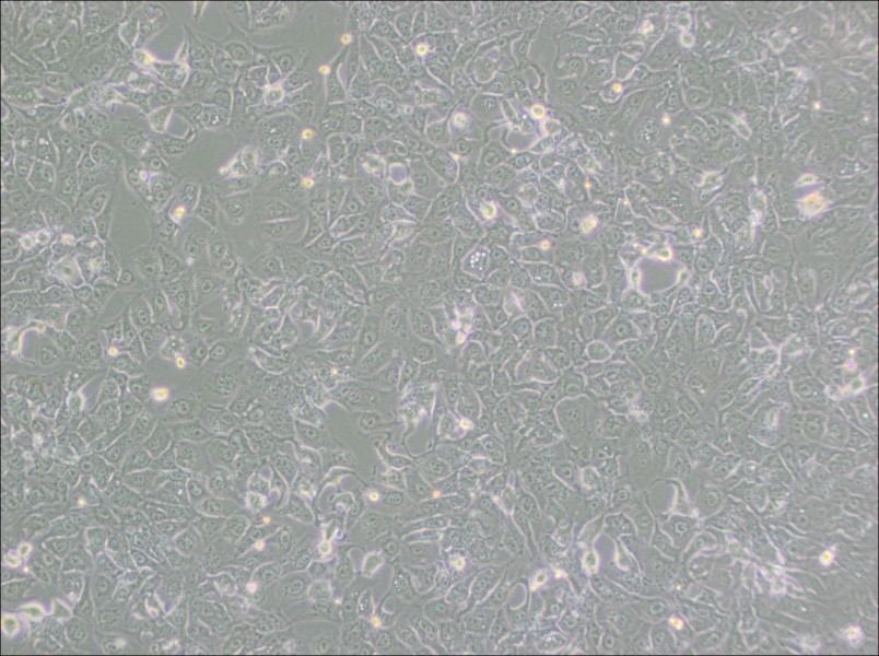 BHT101 Cell Complete Medium-searchlist-1