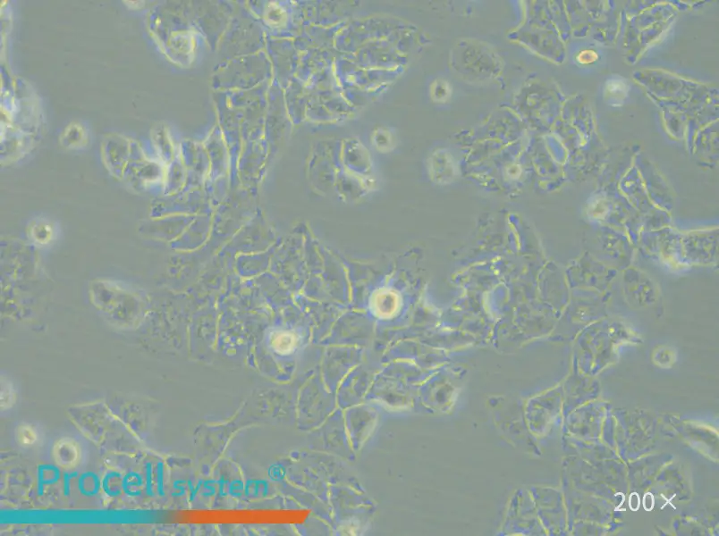 HCCLM3 Cell Complete Medium - small - 4