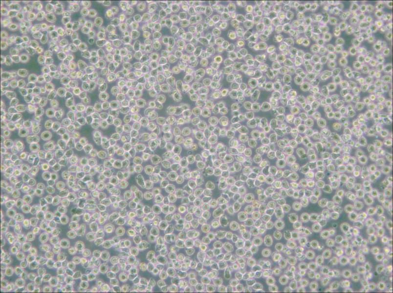 HAL-01 Cell Complete Medium - small - 5