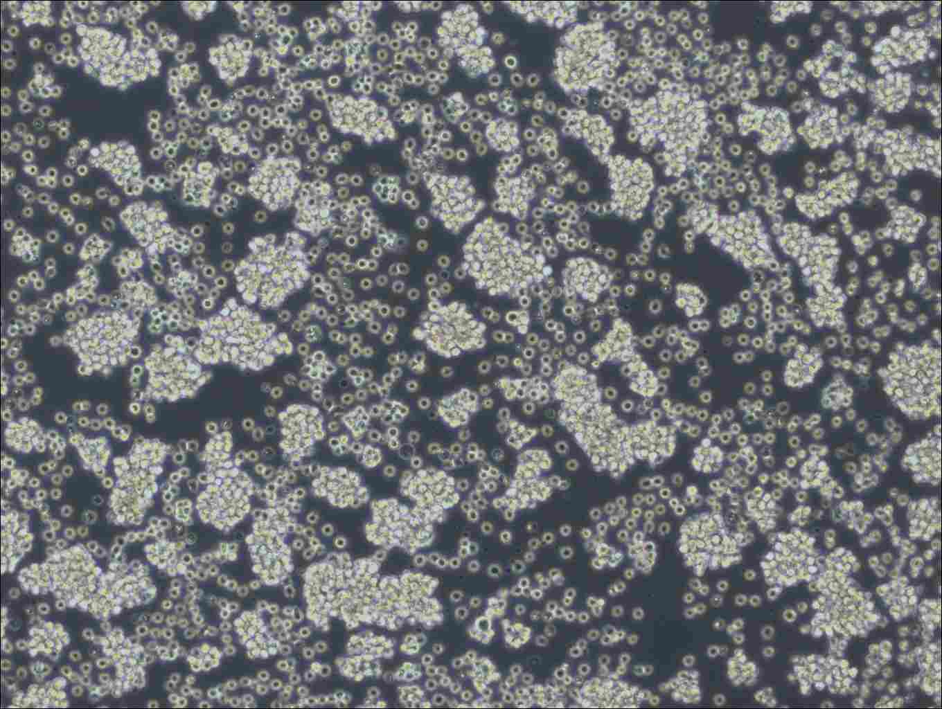 WSU-DLCL2 Cell Complete Medium - small - 4