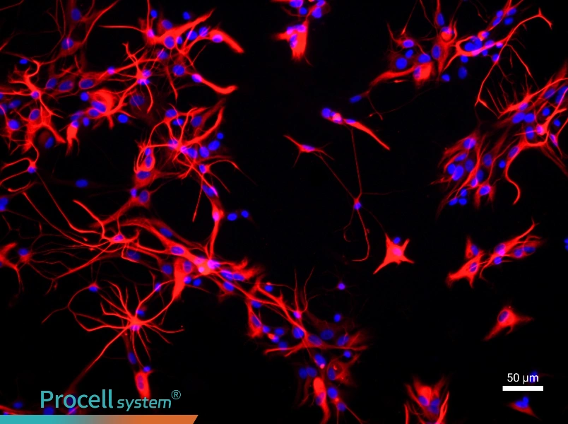 Rat Astrocyte Complete Medium - 1