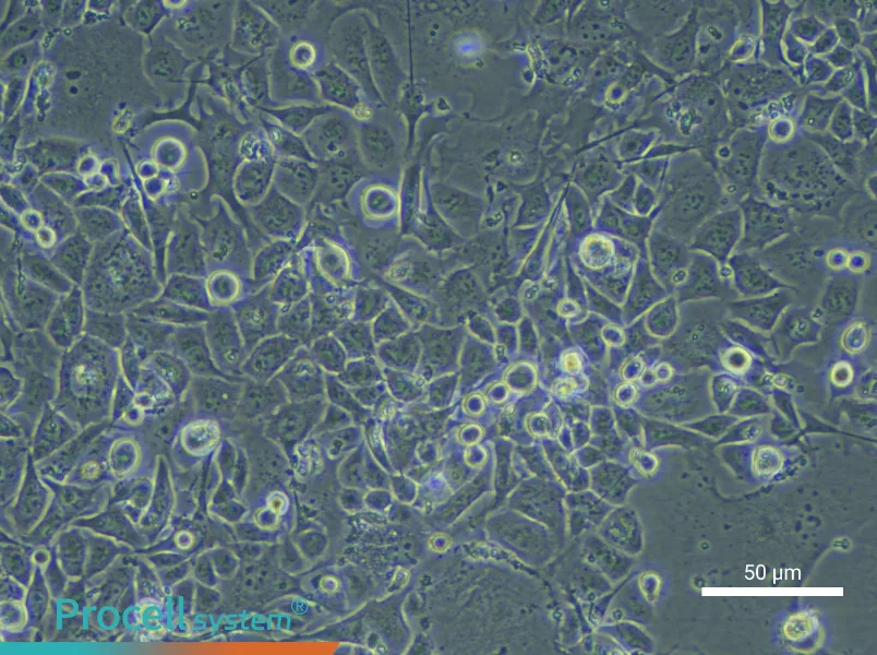 Human Bronchial Epithelial Cell Complete Medium - small - 4