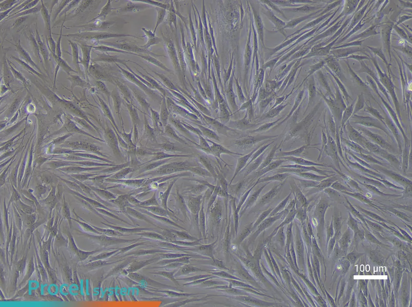 Human Esophageal Smooth Muscle Cell Complete Medium - 3