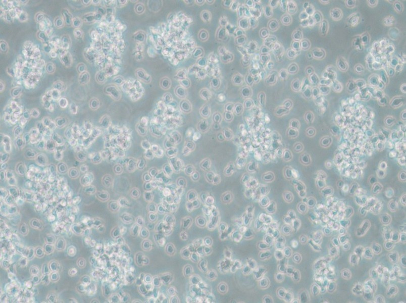 TK6 Cell Complete Medium - small - 5