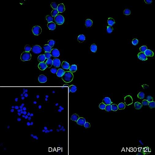 Recombinant Na+/K+ ATPase alpha-1 Monoclonal Antibody - small - 4