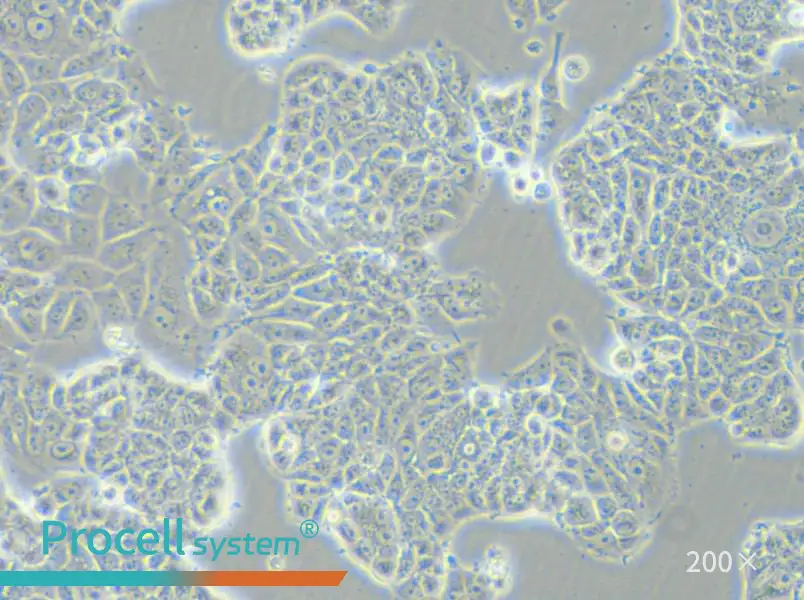 MCF-7-FLUC Cell Complete Medium - small - 5