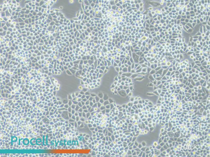 PC-9-DDP Cell Complete MediumPC-9-DDP Cell Complete Medium - 2