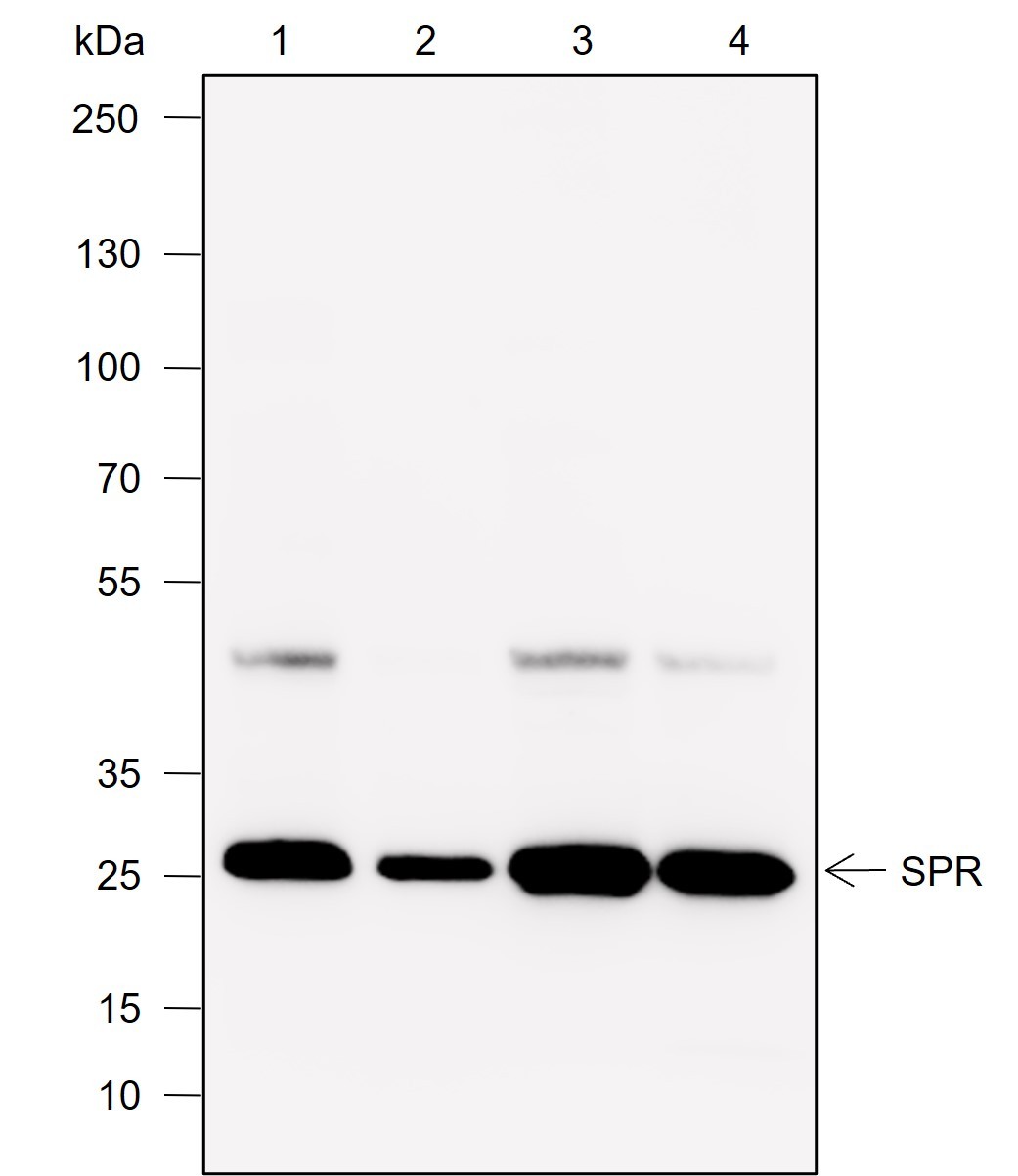 Recombinant SPR Monoclonal Antibody - small - 1