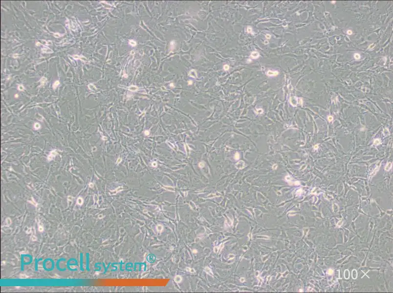 MET-5A Cell Complete Medium - 2