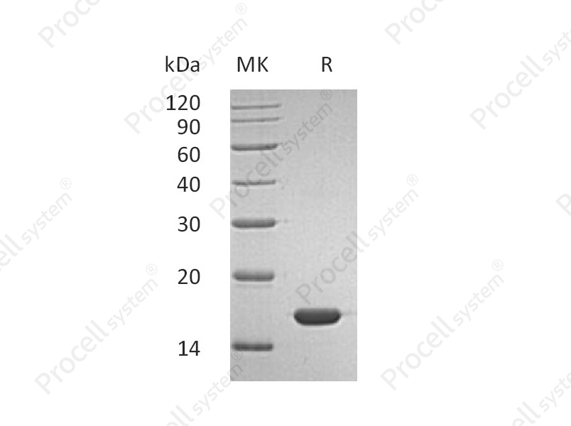 IFN-&alpha;2B, Human, Recombinant