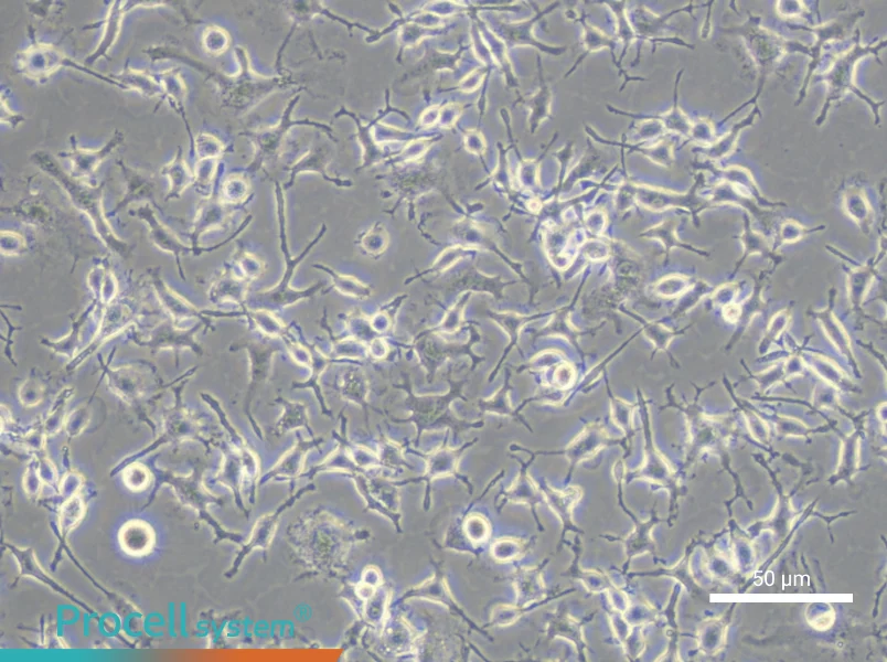 C8-B4 Cell Complete MediumC8-B4 Cell Complete Medium - 4