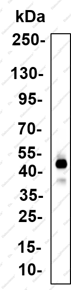 Recombinant HDAC8 Monoclonal Antibody - 1