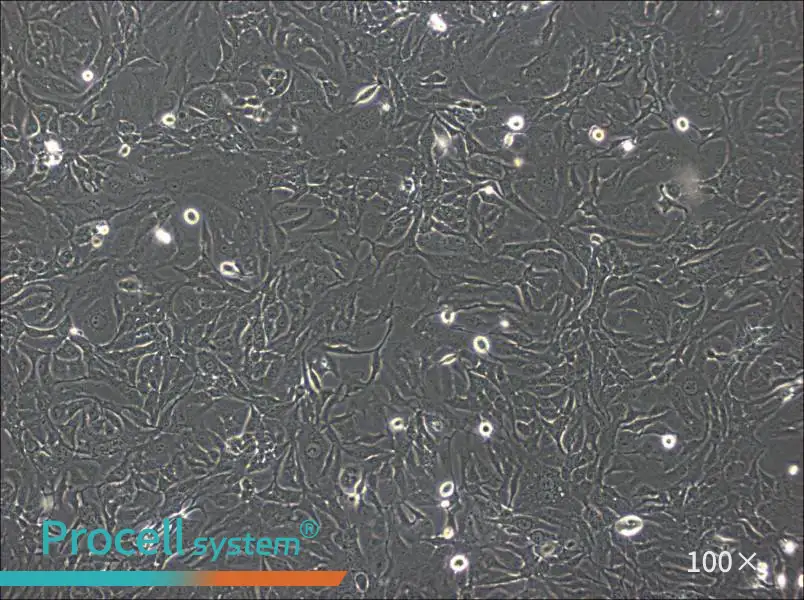 SK-GT-4 Cell Complete MediumSK-GT-4 Cell Complete Medium - 3