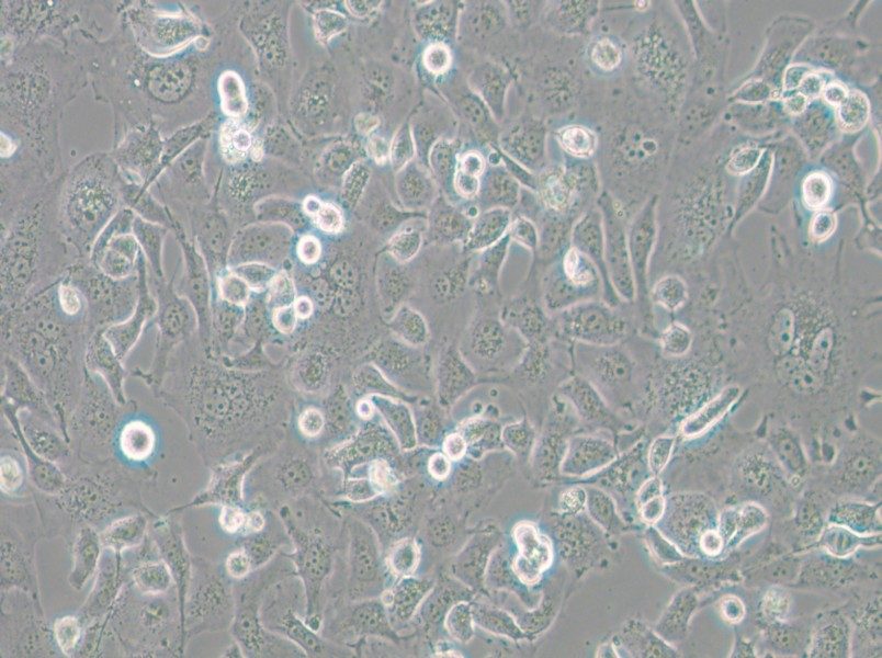 Anglne Cell Complete Medium - small - 5