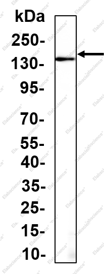 Recombinant Integrin αE Monoclonal Antibody - 2