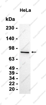 Recombinant Cyclin T1 Monoclonal Antibody - 1