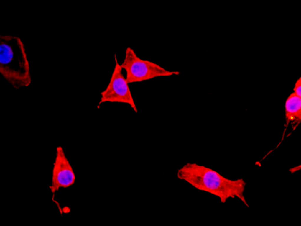 Recombinant beta actin Monoclonal Antibody - 1