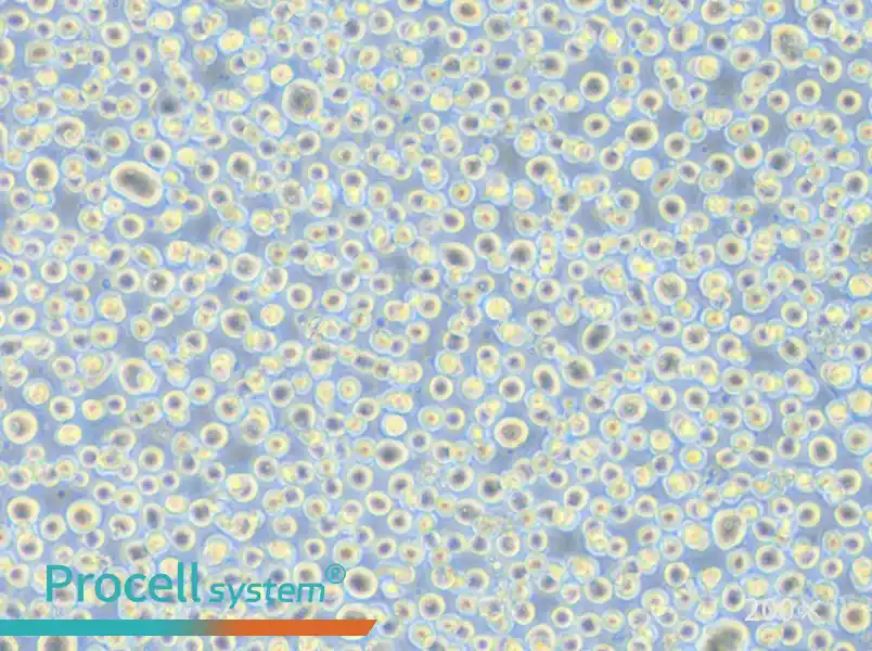 TF-1 Cell Complete Medium - 4