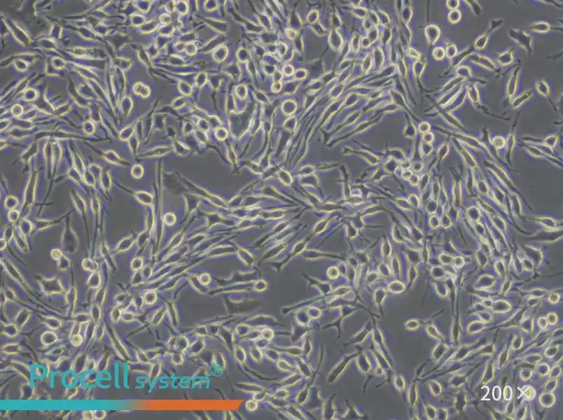 RBL-2H3 Cell Complete Medium - small - 5