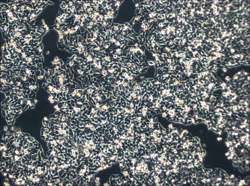 SK-CO-1 Cell Complete Medium - 4