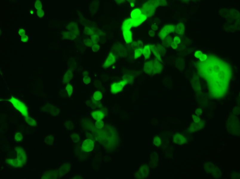 4T1-GFP Cell Complete Medium - 5