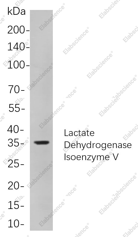 Recombinant Lactate Dehydrogenase Isoenzyme V Monoclonal Antibody - 1