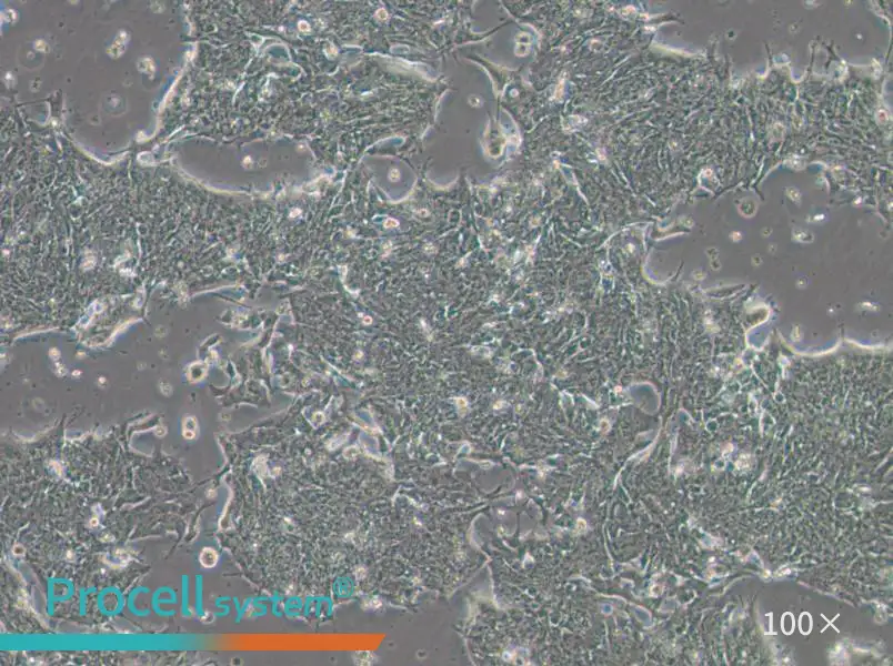 IM95m Cell Complete Medium - 1