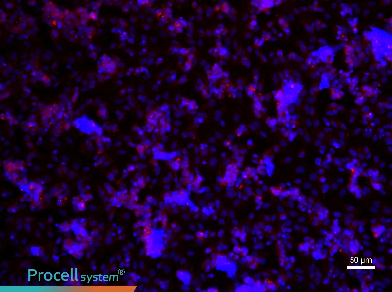 Rat Ovarian Granulosa Cell Complete Medium - 1