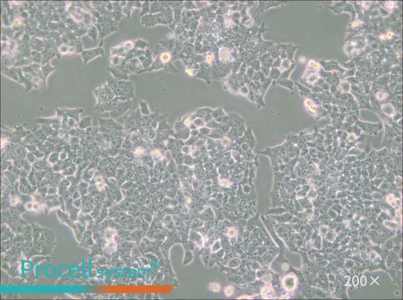 NCI-H520 Cell Complete Medium - small - 4