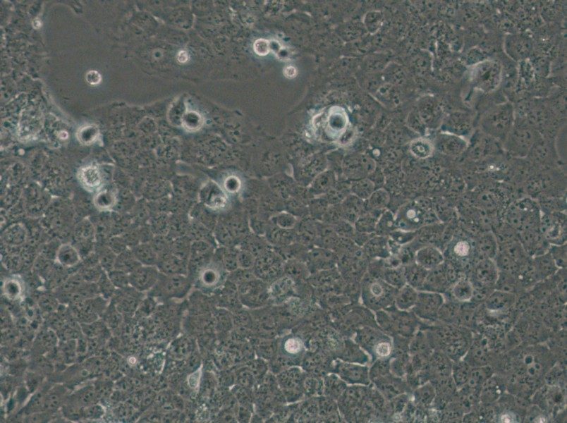 JHH-7 Cell Complete Medium - small - 4