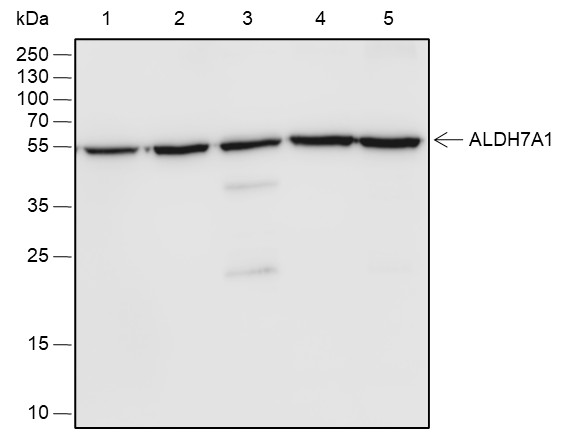 Recombinant ALDH7A1 Monoclonal Antibody-searchlist-1