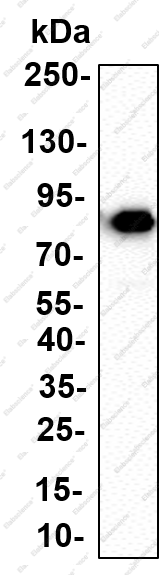Recombinant IKKε Monoclonal Antibody - 4