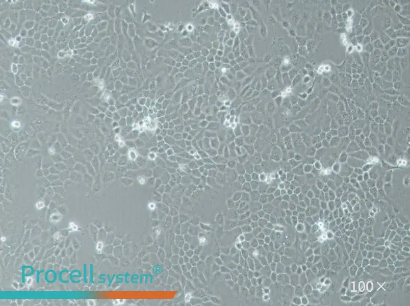 A-253 Cell Complete MediumA-253 Cell Complete Medium - 2