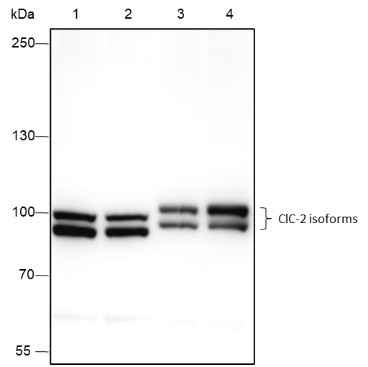 Recombinant ClC-2 Monoclonal Antibody-searchlist-1