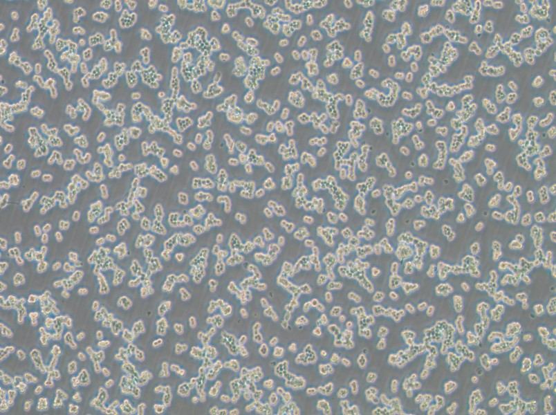 RAW 264.7-LUC Cell Complete Medium - 3