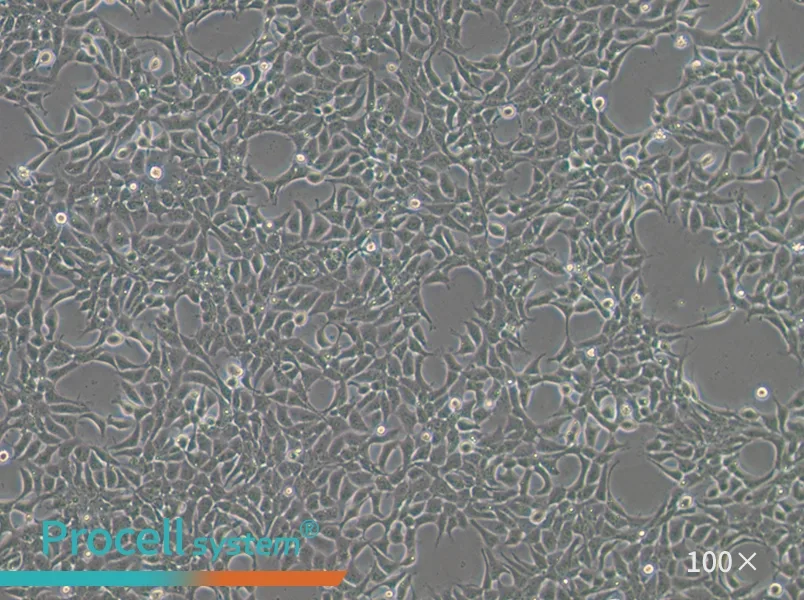 293A Cell Complete Medium - 2