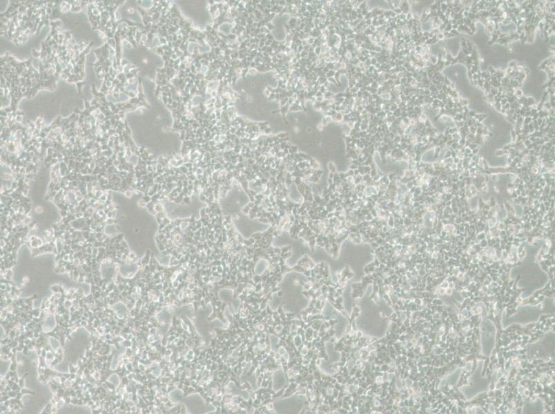 SW620-LUC (L15) Cell Complete Medium - 3