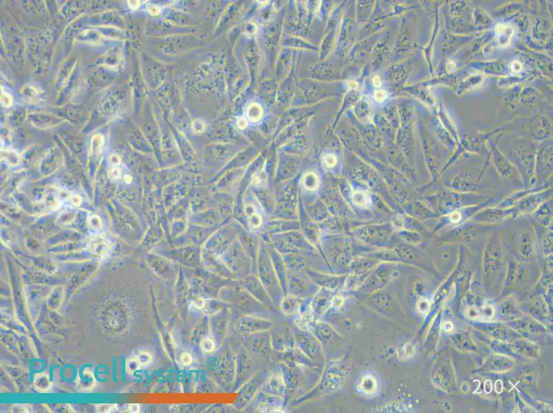 MDA-MB-231 (L15) Cell Complete Medium - 6