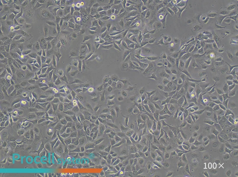 HCC 94 Cell Complete MediumHCC 94 Cell Complete Medium - 3