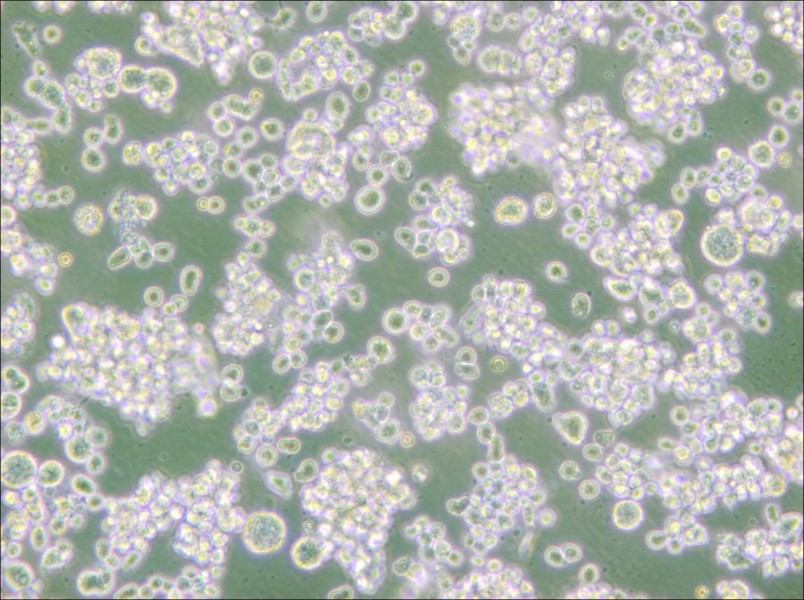 EB-3 Cell Complete Medium - small - 5