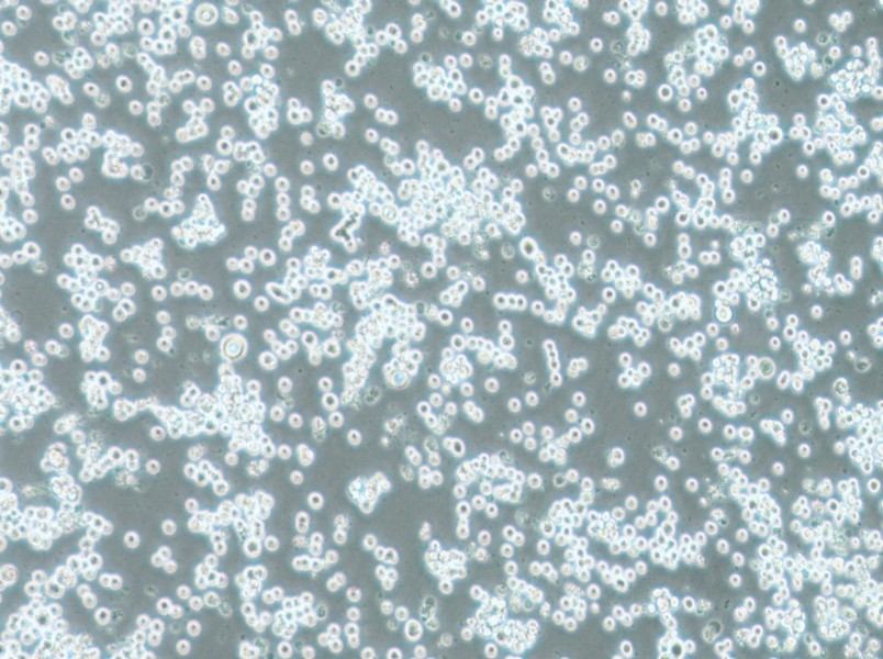COLO 201 Cell Complete MediumCOLO 201 Cell Complete Medium - 3