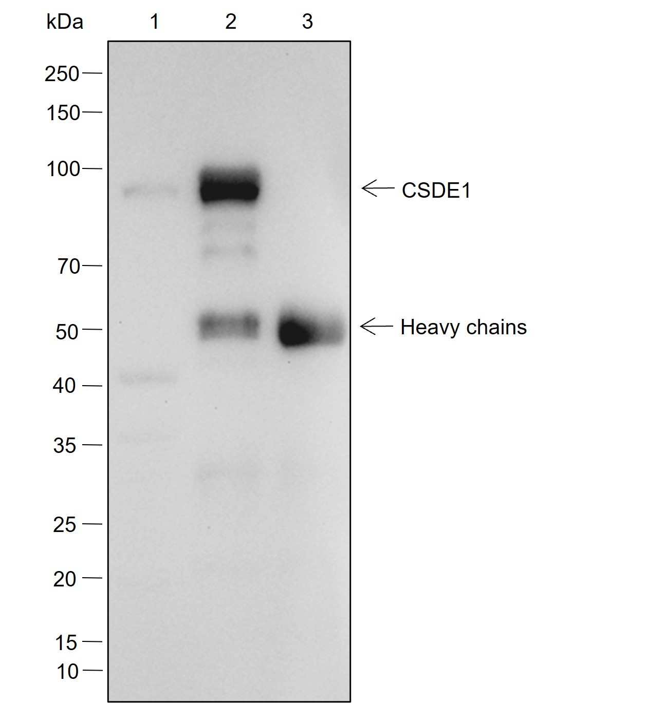 Recombinant CSDE1 Monoclonal Antibody - small - 4