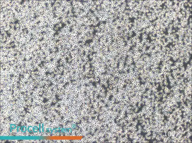 TOLEDO Cell Complete MediumTOLEDO Cell Complete Medium - 3