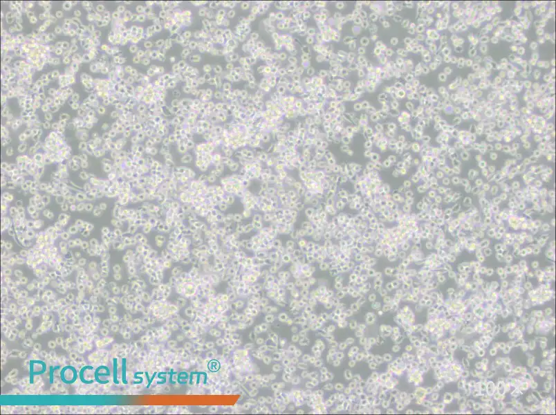 ARH-77 Cell Complete MediumARH-77 Cell Complete Medium - 3
