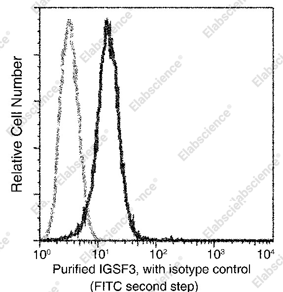IGSF3 Monoclonal Antibody - 3