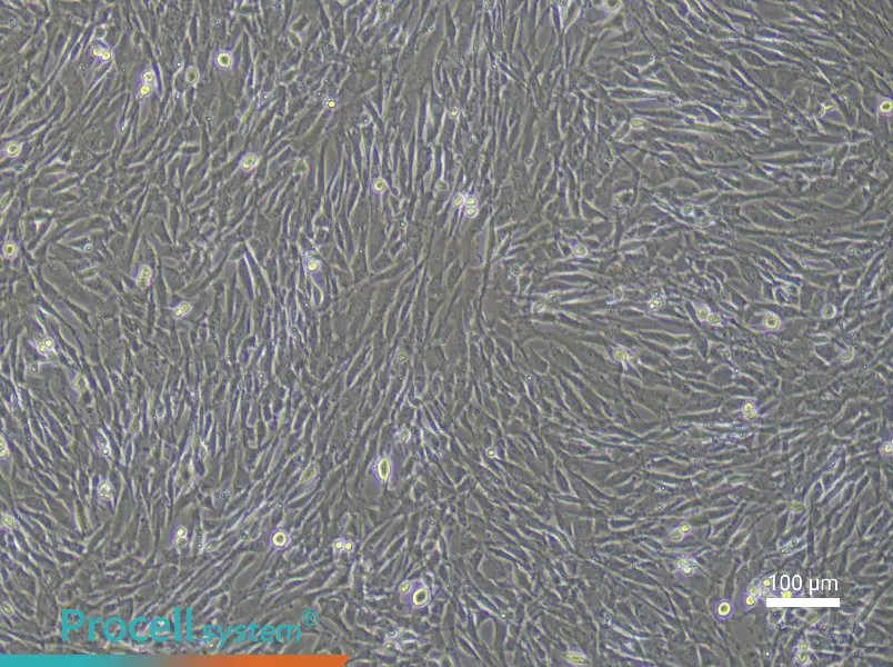 Mouse Lung Fibroblast (Primary cell immortalization) Complete Medium