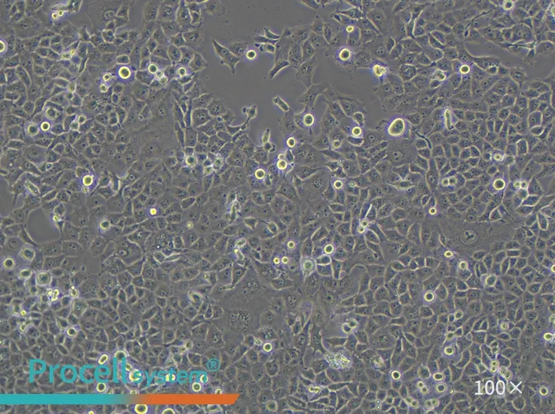 PANC-1 Cell Complete Medium - 3