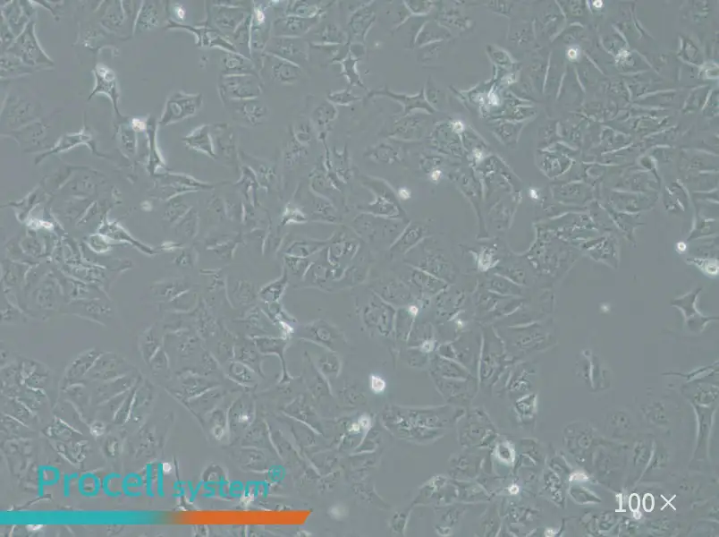 OAW42 Cell Complete MediumOAW42 Cell Complete Medium - 3