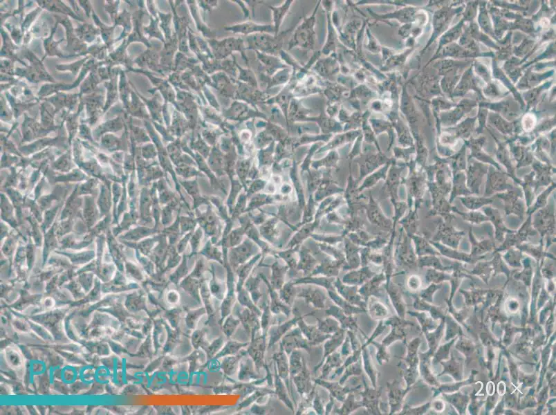 CAL-62 Cell Complete Medium - small - 5