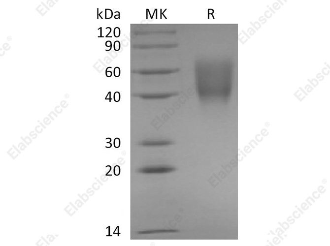 Recombinant Rabbit B7-2/CD86 Protein (His Tag) - 1